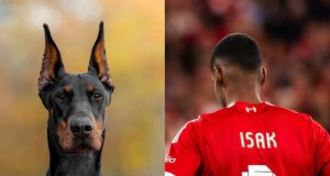 Una estrella de Liverpool invierte 35,000 € en un perro de protección