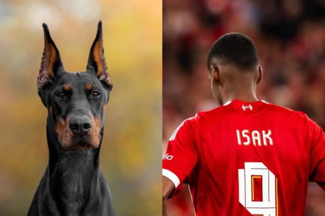 Una estrella de Liverpool invierte 35,000 € en un perro